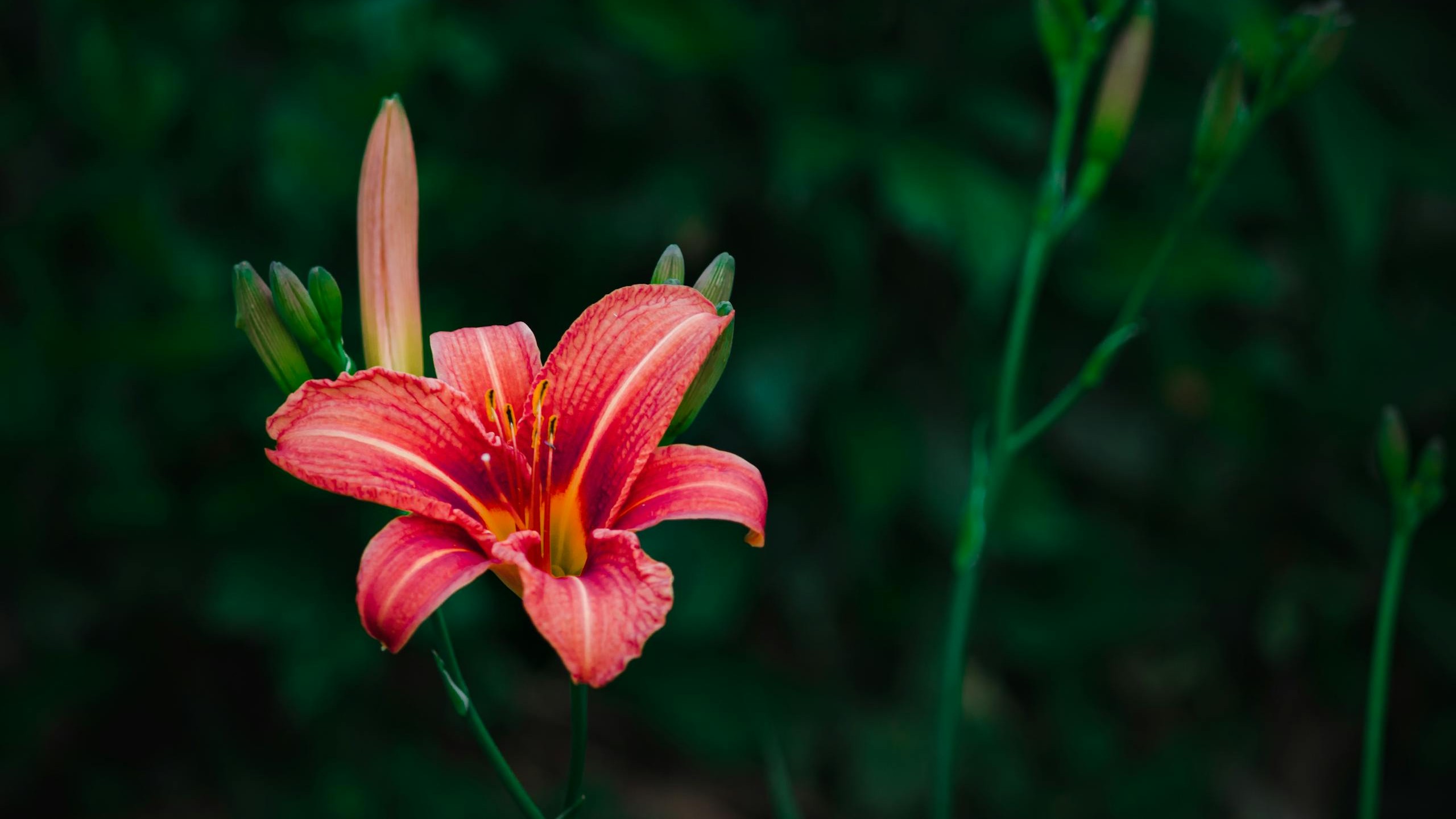 Image de fleur dans un jardin